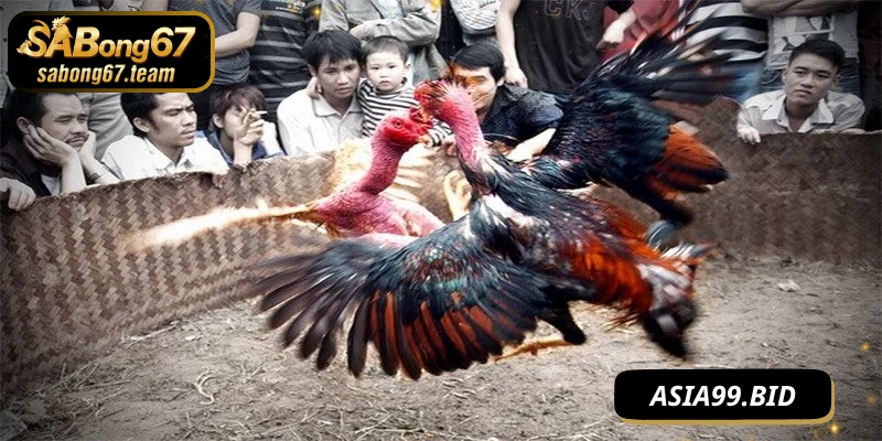 Lưu ý quan trọng khi đào tạo chọi kê mạnh mẽ