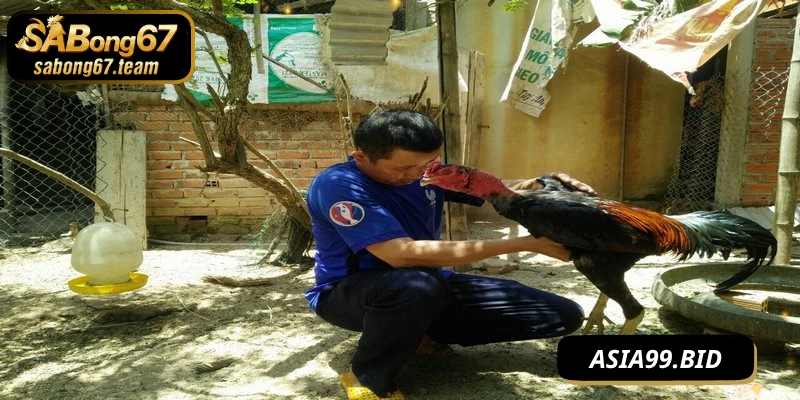 Cách chăm sóc chọi kê sau khi đấu xoa bóp cơ bắp