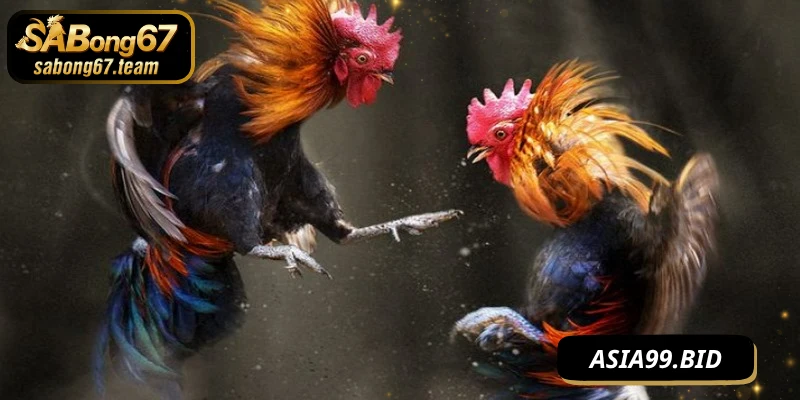 Mỗi giống gà mang phong cách thi đấu riêng, đòi hỏi người chơi phải hiểu rõ