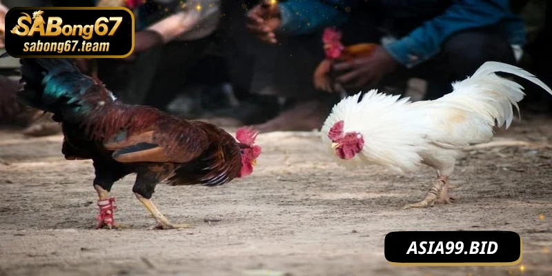 Cách chơi đá gà hiệu quả luôn xem và học hỏi