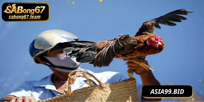 Các yếu tố cần quan tâm ở cách chọn giống giỏi