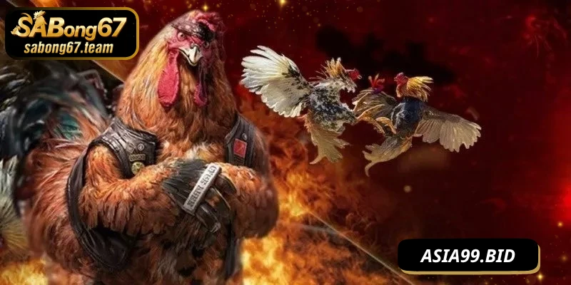 Tất cả các cách đá gà thắng chắc hiệu quả cao