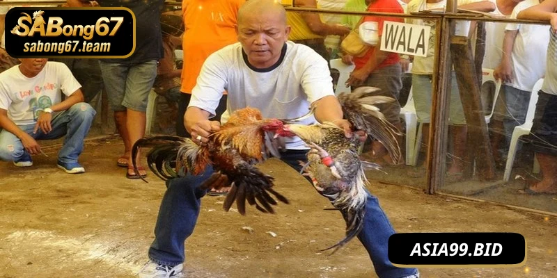 Cách luyện chiến kê thắng lớn như thế nào
