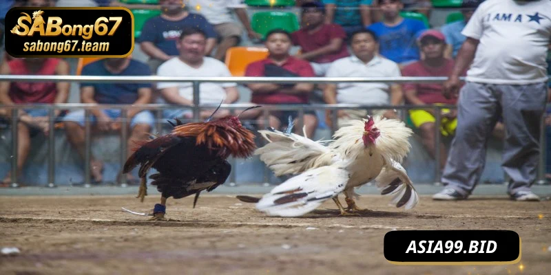 Cách luyện chiến kê thắng lớn huấn luyện tinh thần chiến đấu