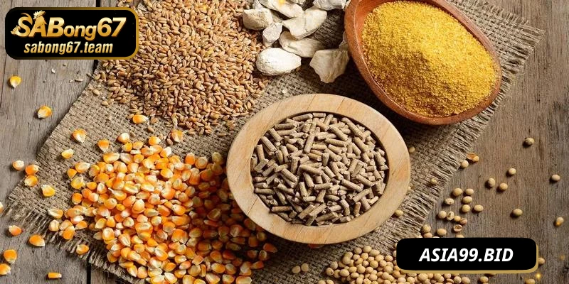 Chế độ dinh dưỡng khoa học giúp chiến kê mau lớn hơn