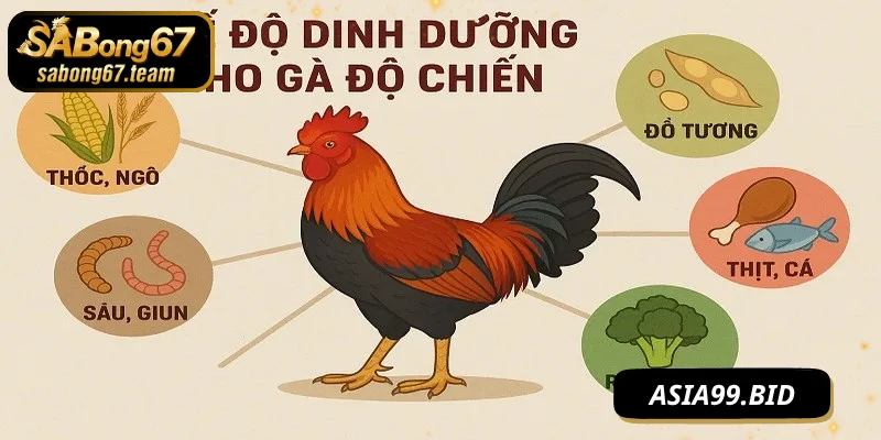 Cách nuôi chọi kê luôn đúng cách chọn chất lượng