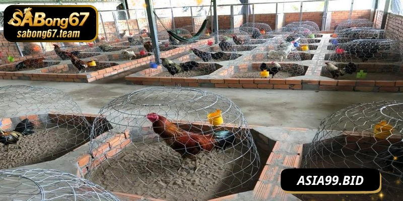 Cách nuôi chọi kê đúng cách chế độ tập luyện song hành