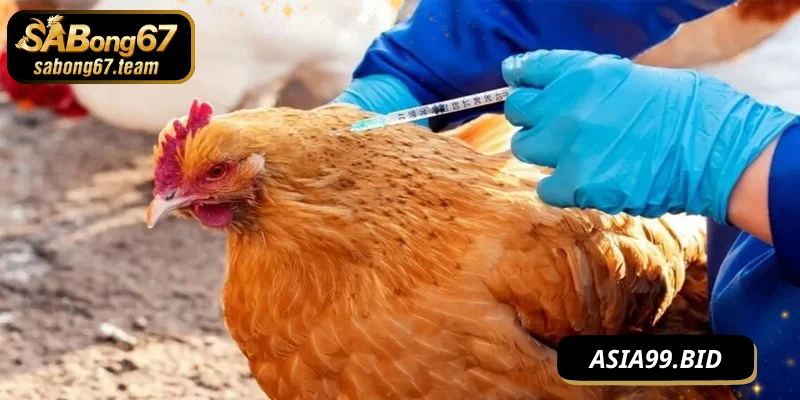 Cách phòng bệnh cho chiến kê hiệu quả