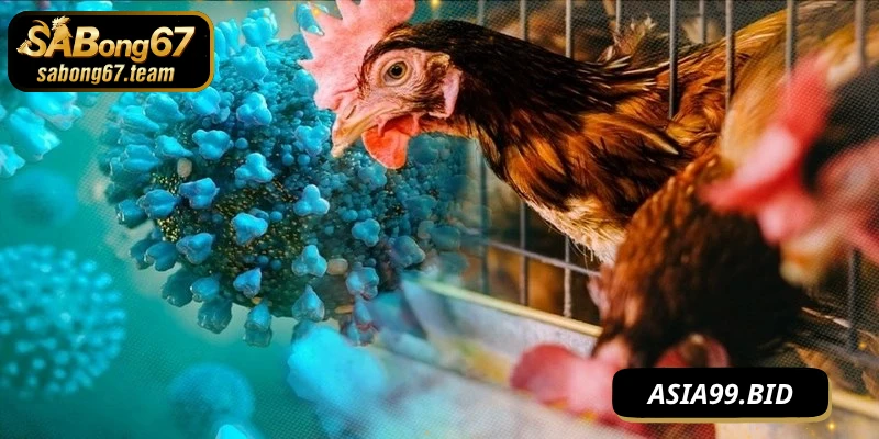 Vì sao biết cách phòng bệnh cho chiến kê