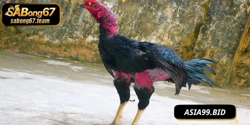 Lưu ý quan trọng trong cách tăng sức mạnh cho chọi kê