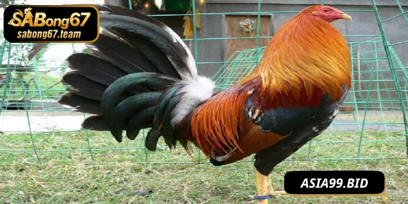 Lưu ý nhất ở chế độ tập luyện cho chiến kê 