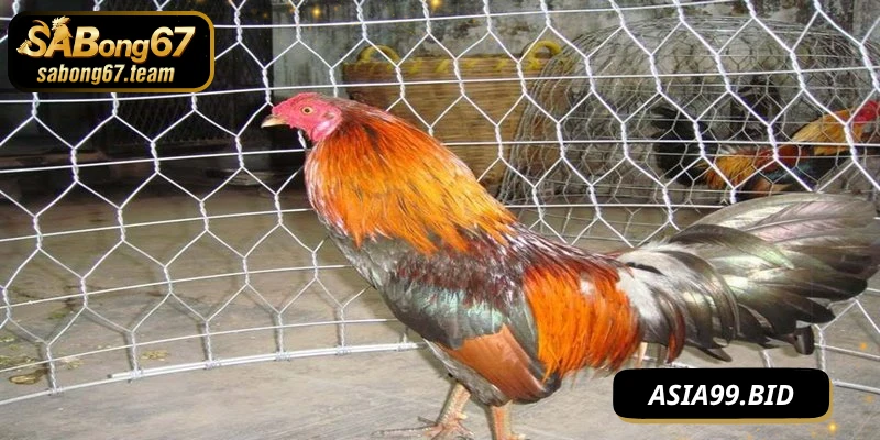 Tầm quan trọng của chế độ tập luyện cho chiến kê