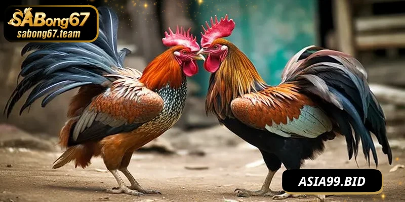 Ưu điểm khi tham gia đá gà casino hiện đại của SABONG67