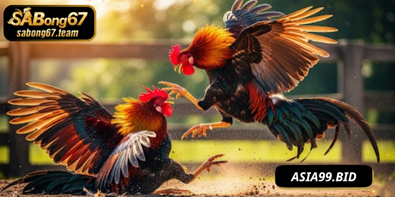 Nền tảng SABONG67 chuyên phát sóng trực tiếp các trận đá gà cựa