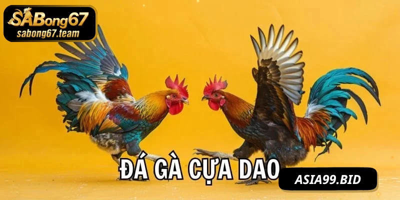 Điểm nổi bật của chọi gà cựa SABONG67
