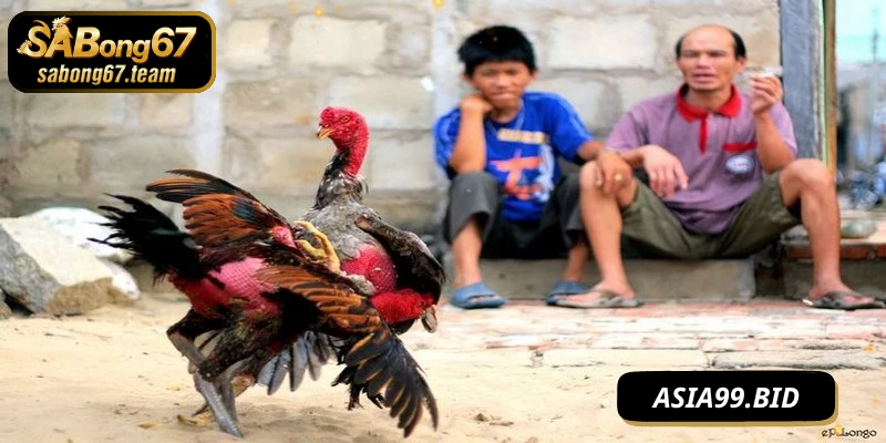Luật chơi và tổ chức thi đấu đá gà Peru