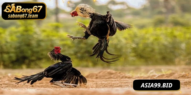 Lợi ích lớn của việc xem đá gà phát lại