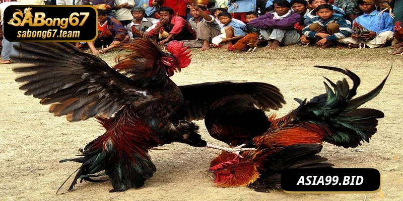 Lưu ý khi trải nghiệm đá gà phát lại