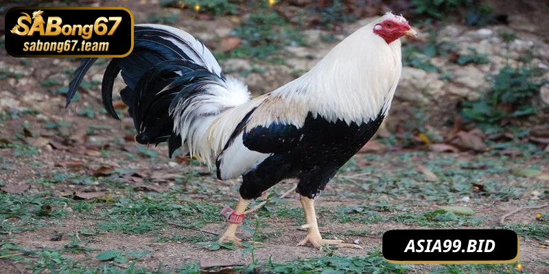 Phương pháp huấn luyện với chăm sóc đá gà trePhương pháp huấn luyện với chăm sóc đá gà tre