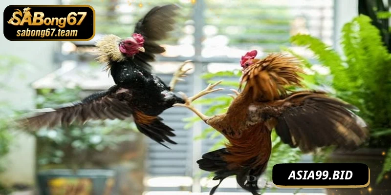 Giới thiệu sàn game đá gà trực tiếp SABONG67