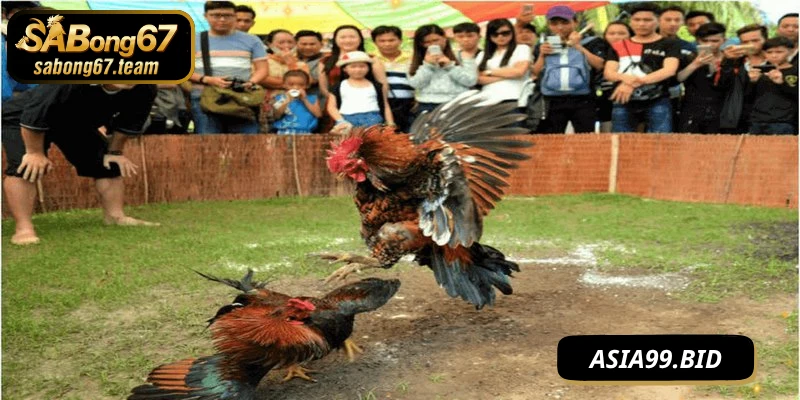 Hướng dẫn tham gia game đá gà trực tiếp SABONG67