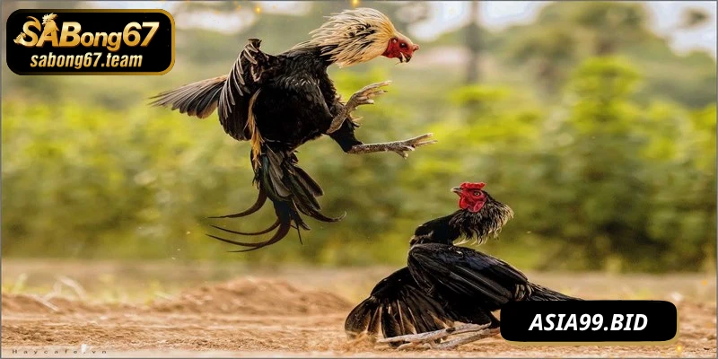 Kỹ thuật chọi gà nhanh gọn cơ bản nhất