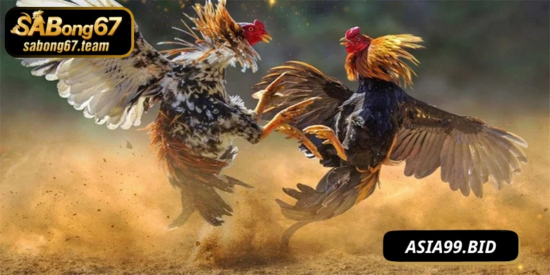 Mẹo chọi gà ăn tiền quản lý tâm lý và tiền cược