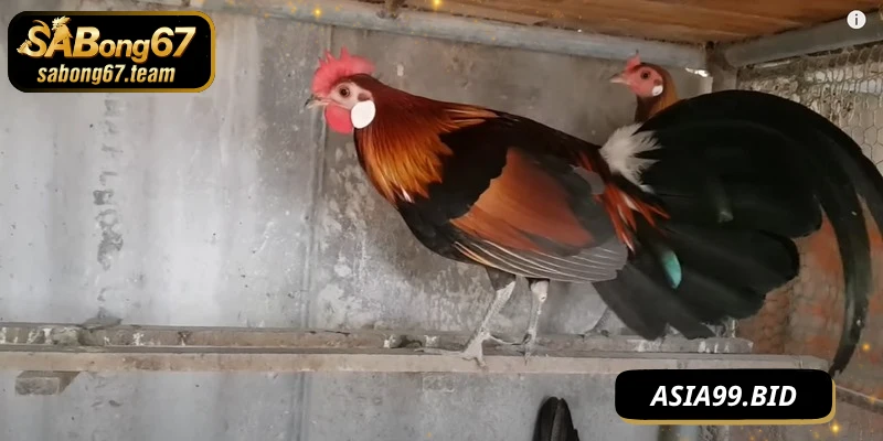 Nuôi gà đá không bị bệnh nhớ lịch tiêm phòng định kỳ