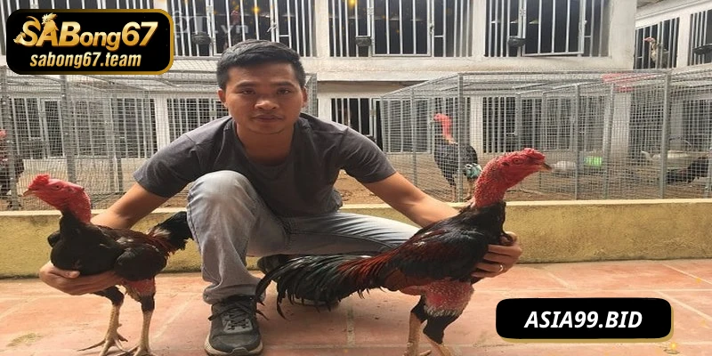Sai lầm thường gặp ở phương pháp vần hơi cho chiến kê
