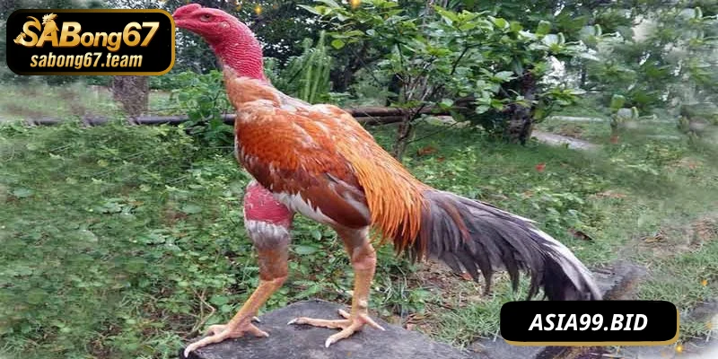 Vì sao phương pháp vần hơi cho chiến kê cần thiết