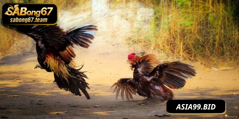 Tính hợp pháp và minh bạch trong tường thuật đá gà