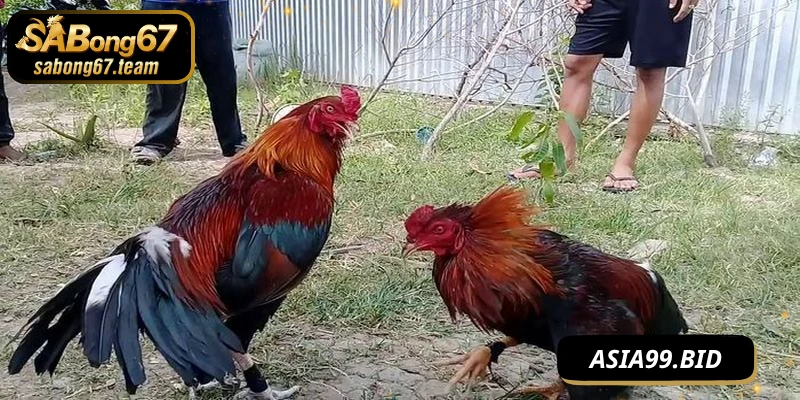 Cách truy cập và theo dõi đá gà tại nhà trên SABONG67