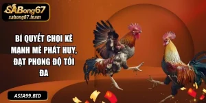 Bí Quyết Chọi Kê Mạnh Mẽ