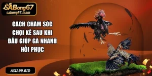 Cách Chăm Sóc Chọi Kê Sau Khi Đấu