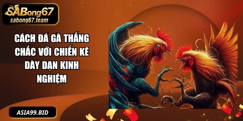 Cách Đá Gà Thắng Chắc