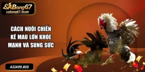 Cách Nuôi Chiến Kê Mau Lớn