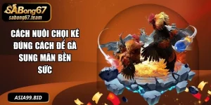 Cách Nuôi Chọi Kê Đúng Cách
