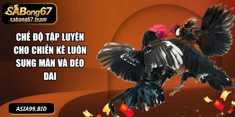 Chế Độ Tập Luyện Cho Chiến Kê
