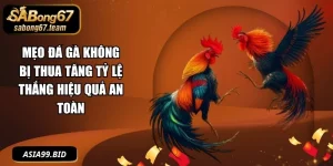 Mẹo Đá Gà Không Bị Thua