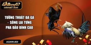 Tường Thuật Đá Gà