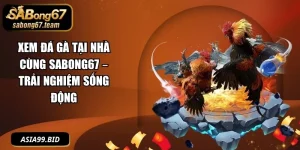 Xem Đá Gà Tại Nhà